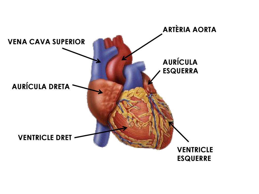 ARTÈRIA AORTA VENA CAVA SUPERIOR AURÍCULA ESQUERRA AURÍCULA DRETA VENTRICLE DRET VENTRICLE ESQUERRE