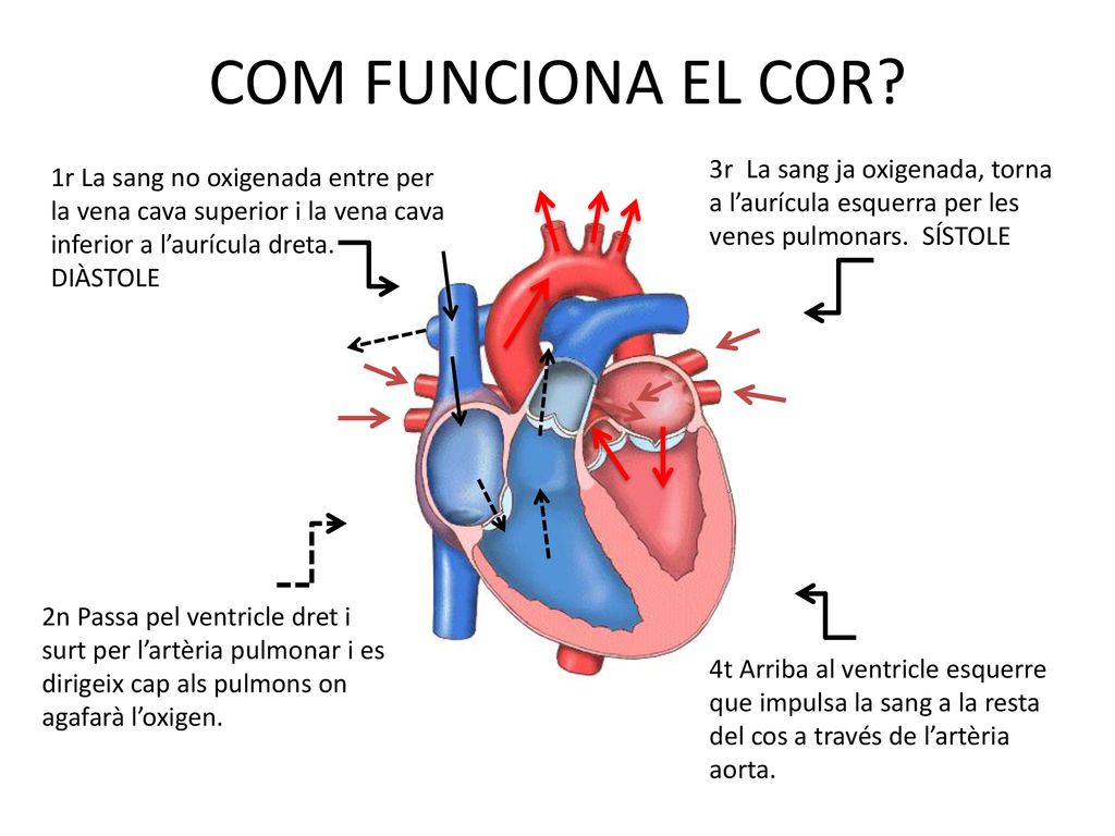 COM FUNCIONA EL COR 3r La sang ja oxigenada, torna a l’aurícula esquerra per les venes pulmonars. SÍSTOLE.