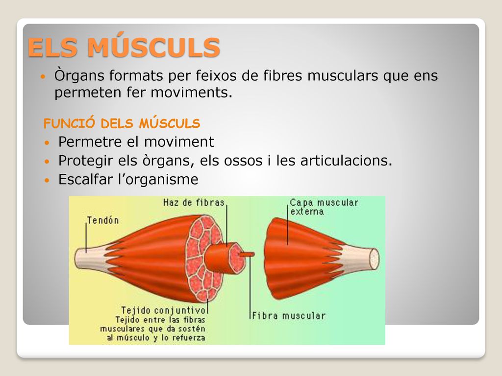 ELS MÚSCULS Òrgans formats per feixos de fibres musculars que ens permeten fer moviments. FUNCIÓ DELS MÚSCULS.