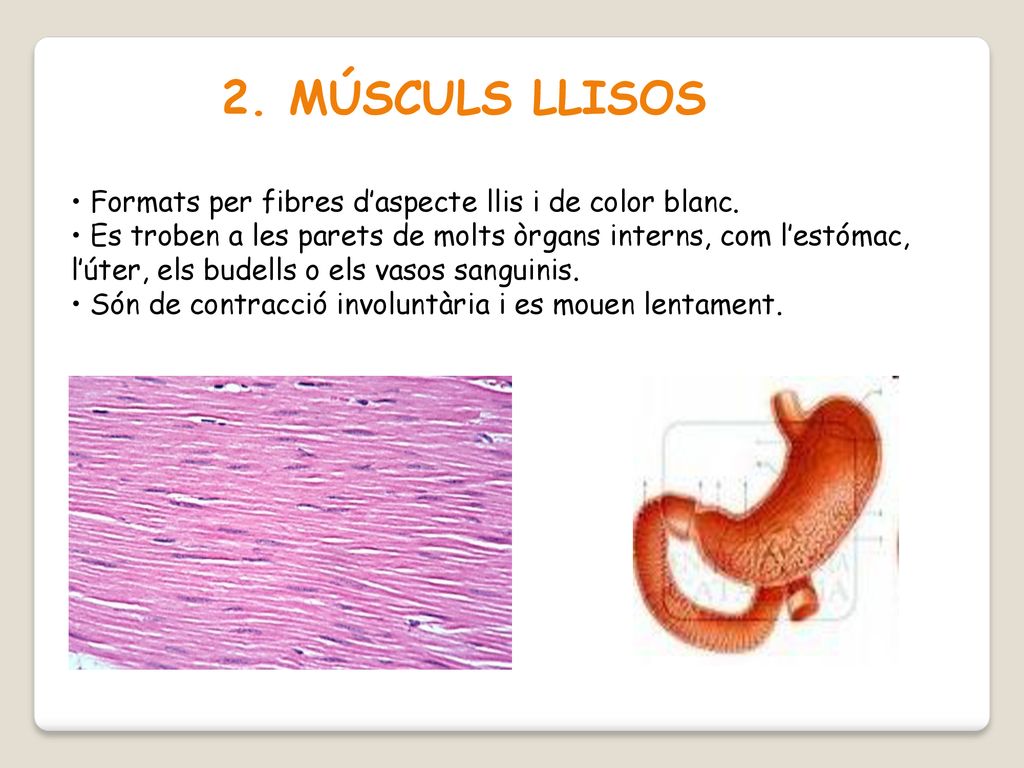 2. MÚSCULS LLISOS Formats per fibres d’aspecte llis i de color blanc.