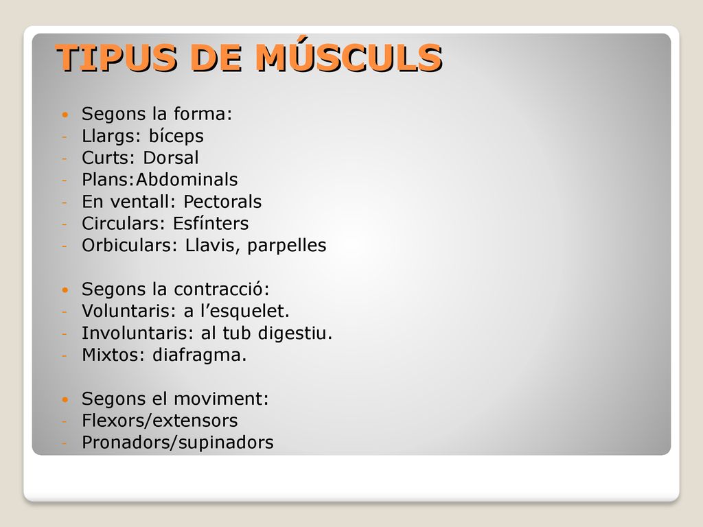 TIPUS DE MÚSCULS Segons la forma: Llargs: bíceps Curts: Dorsal