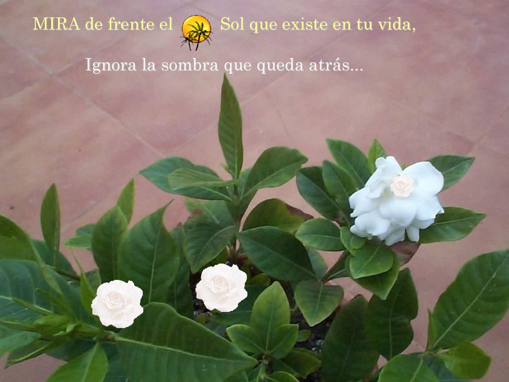 MIRA de frente el Sol que existe en tu vida,