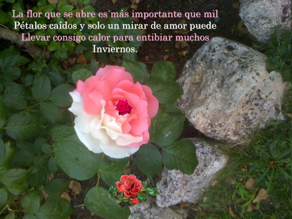 La flor que se abre es más importante que mil