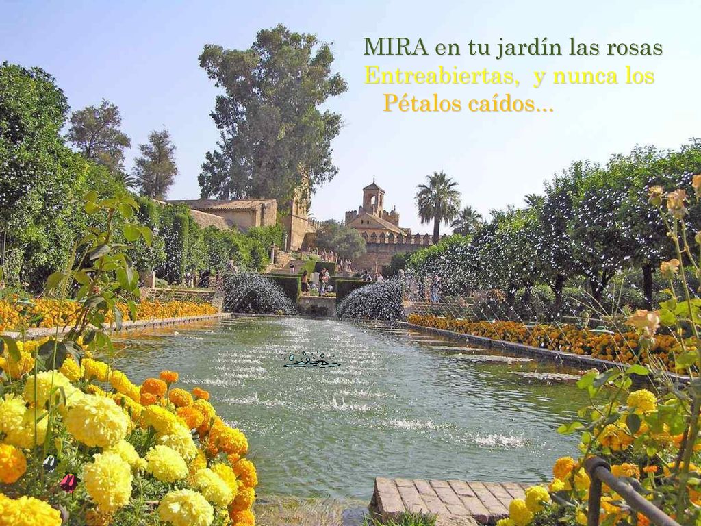 MIRA en tu jardín las rosas Entreabiertas, y nunca los