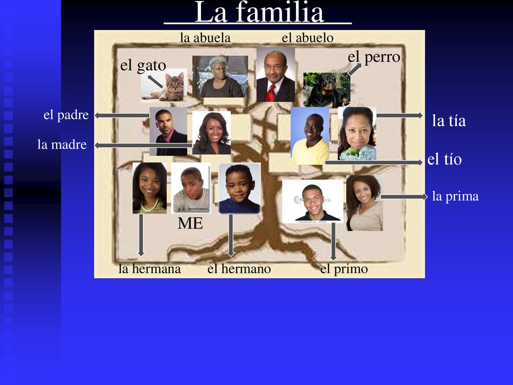 ____________ La familia el perro el gato la tía el tío ME la abuela