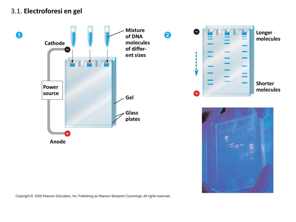 3.1. Electroforesi en gel Mixture of DNA Longer molecules molecules