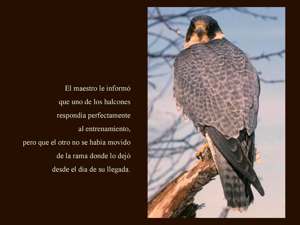 El maestro le informó que uno de los halcones. respondía perfectamente. al entrenamiento, pero que el otro no se había movido.