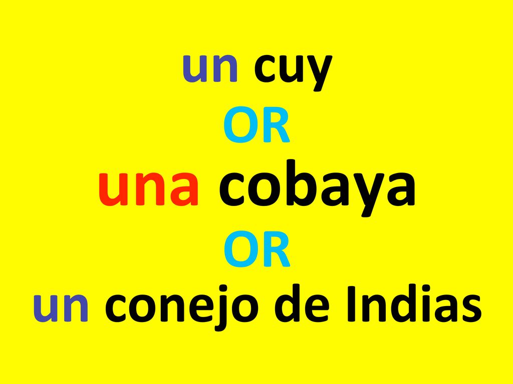 un cuy OR una cobaya OR un conejo de Indias