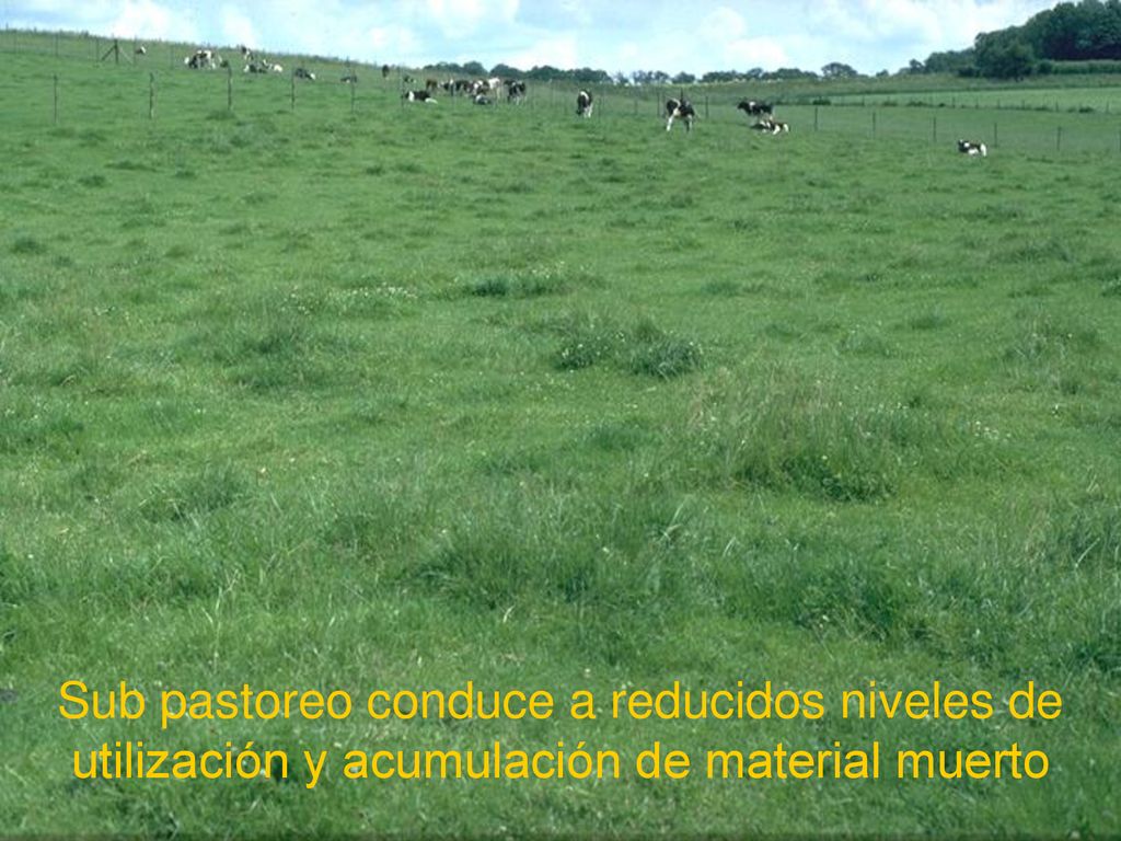 Sub pastoreo conduce a reducidos niveles de utilización y acumulación de material muerto