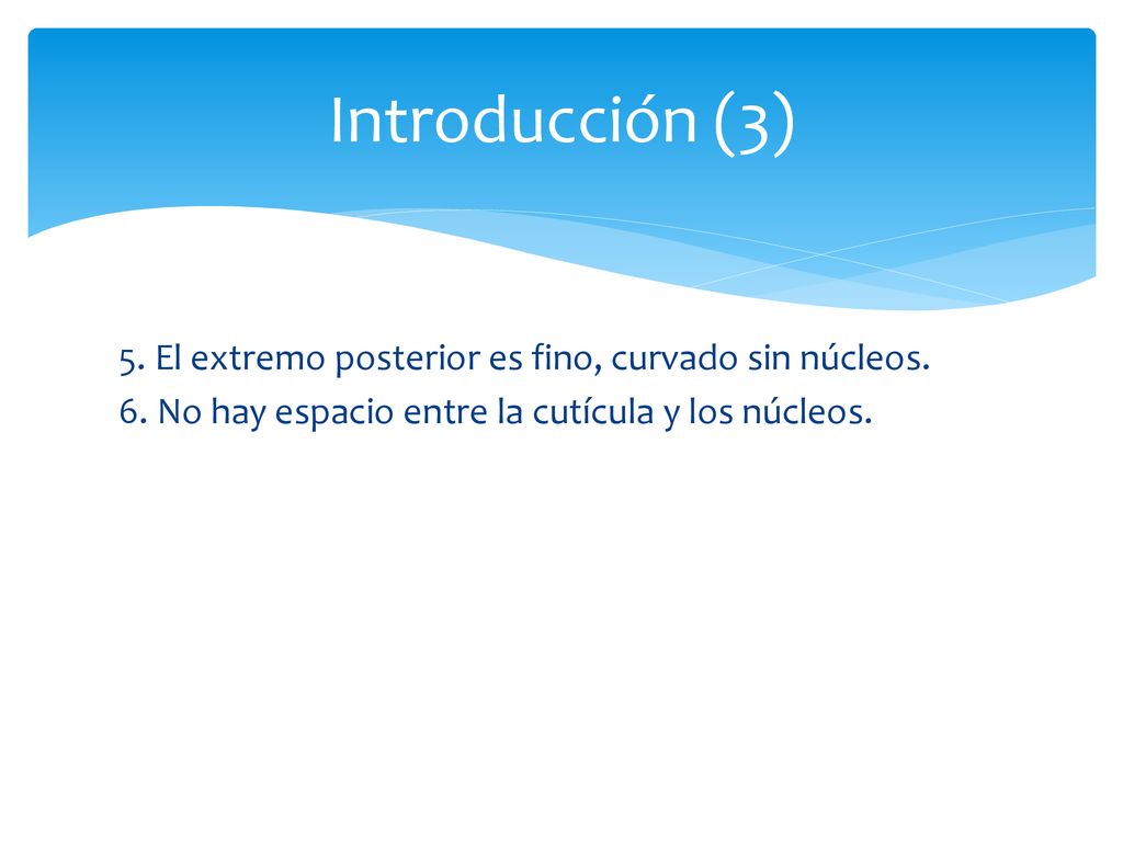 Introducción (3) 5. El extremo posterior es fino, curvado sin núcleos.