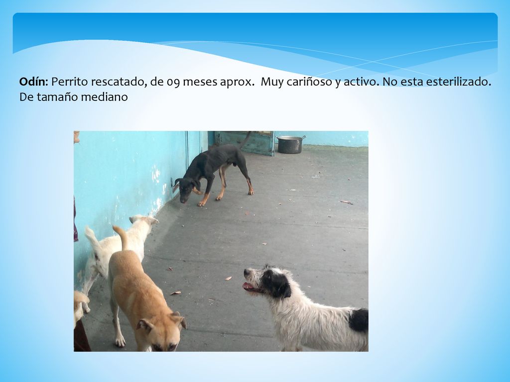 Odín: Perrito rescatado, de 09 meses aprox. Muy cariñoso y activo