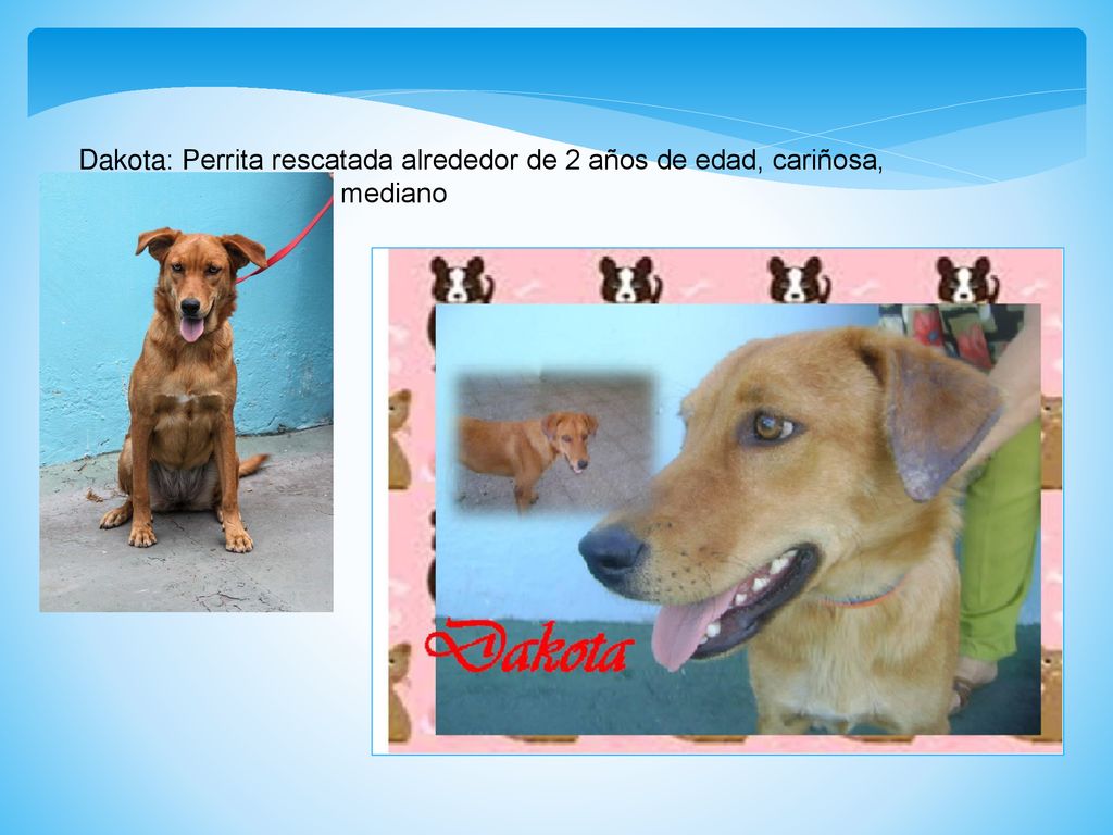 Dakota: Perrita rescatada alrededor de 2 años de edad, cariñosa, esterilizada. Tamaño mediano
