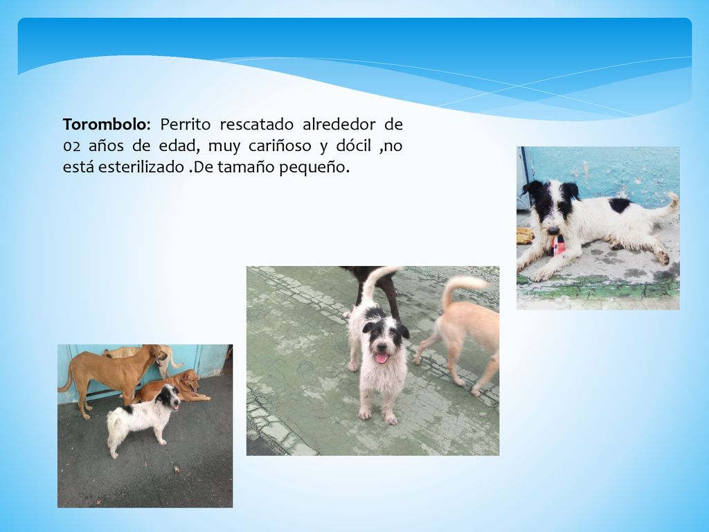 Torombolo: Perrito rescatado alrededor de 02 años de edad, muy cariñoso y dócil ,no está esterilizado .De tamaño pequeño.