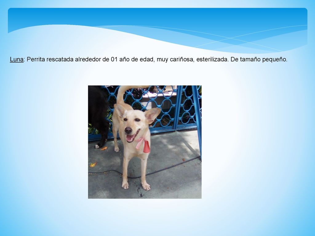Luna: Perrita rescatada alrededor de 01 año de edad, muy cariñosa, esterilizada. De tamaño pequeño.