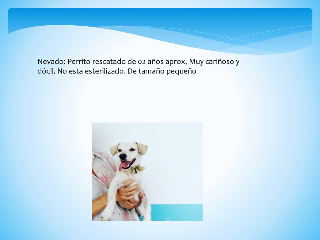 Nevado: Perrito rescatado de 02 años aprox, Muy cariñoso y dócil
