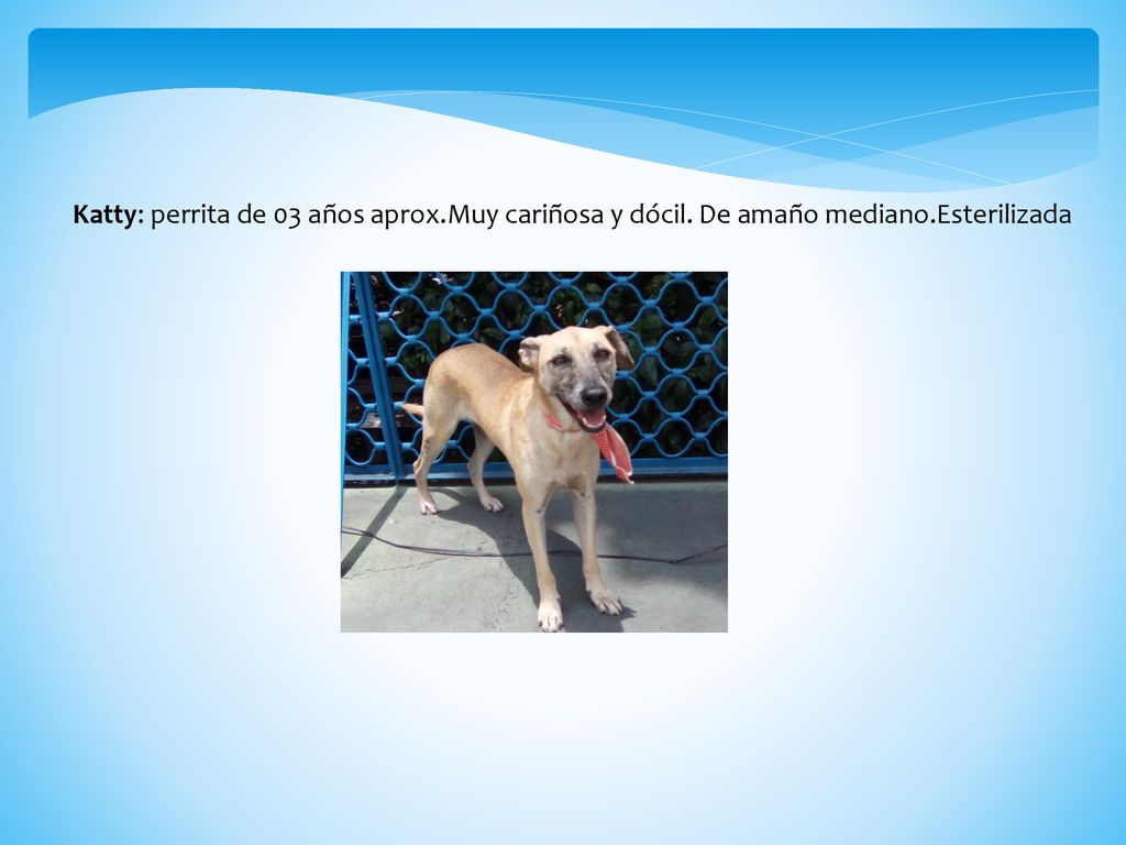Katty: perrita de 03 años aprox.Muy cariñosa y dócil. De amaño mediano.Esterilizada