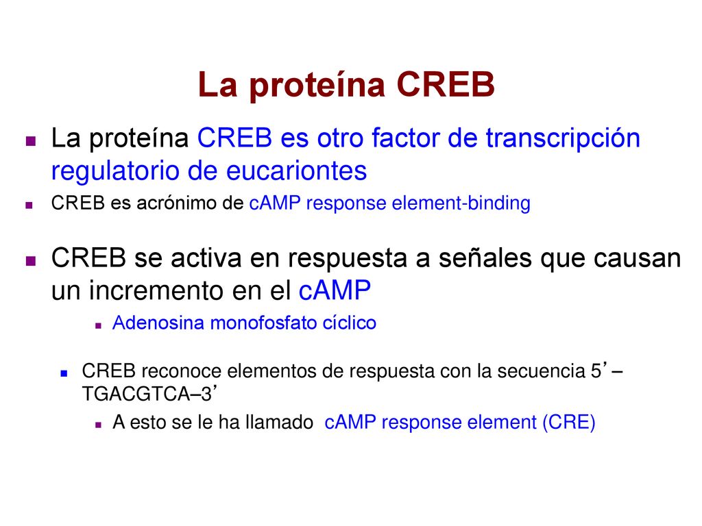 La proteína CREB La proteína CREB es otro factor de transcripción regulatorio de eucariontes. CREB es acrónimo de cAMP response element-binding.