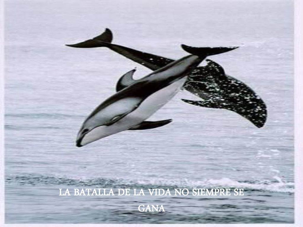 LA BATALLA DE LA VIDA NO SIEMPRE SE GANA