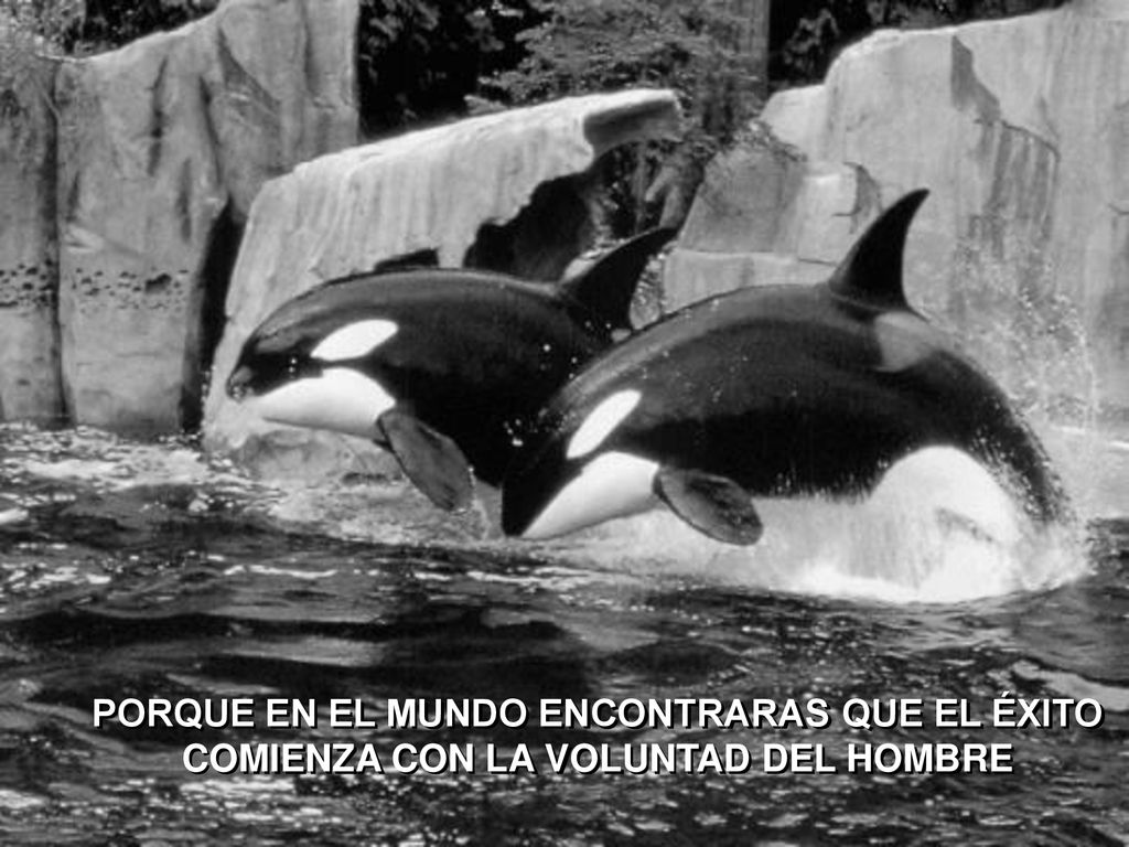 PORQUE EN EL MUNDO ENCONTRARAS QUE EL ÉXITO COMIENZA CON LA VOLUNTAD DEL HOMBRE