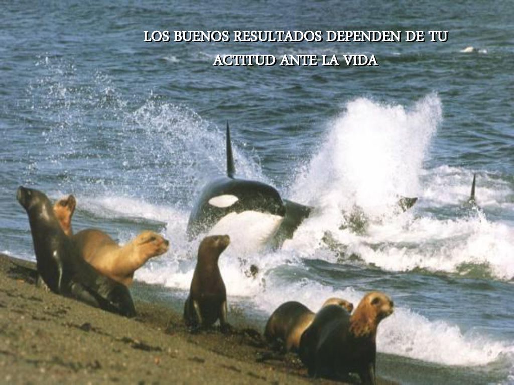 LOS BUENOS RESULTADOS DEPENDEN DE TU ACTITUD ANTE LA VIDA