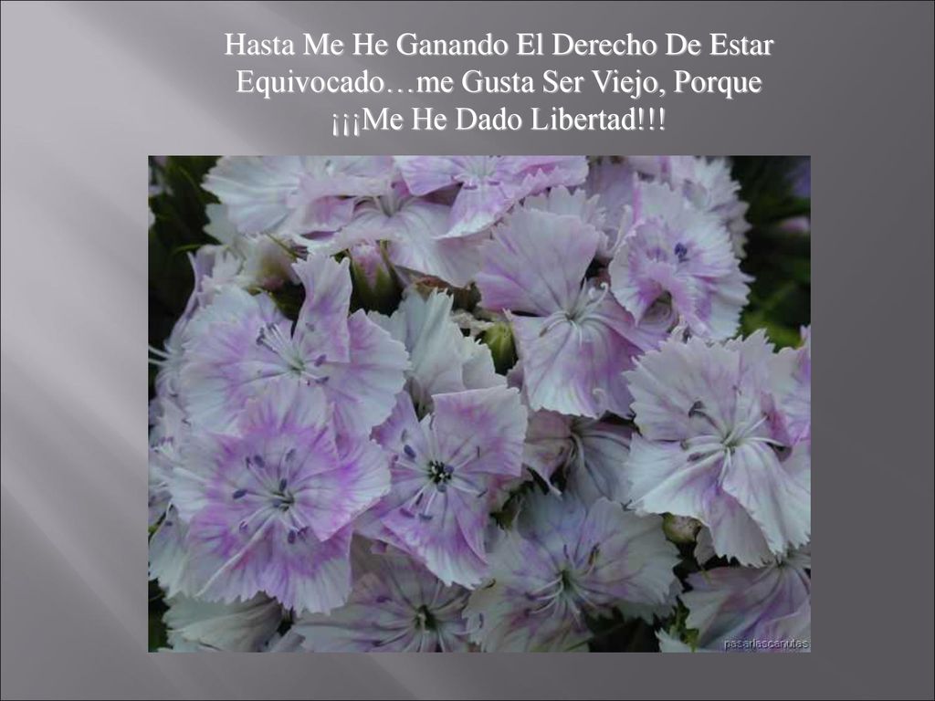 Hasta Me He Ganando El Derecho De Estar Equivocado…me Gusta Ser Viejo, Porque
