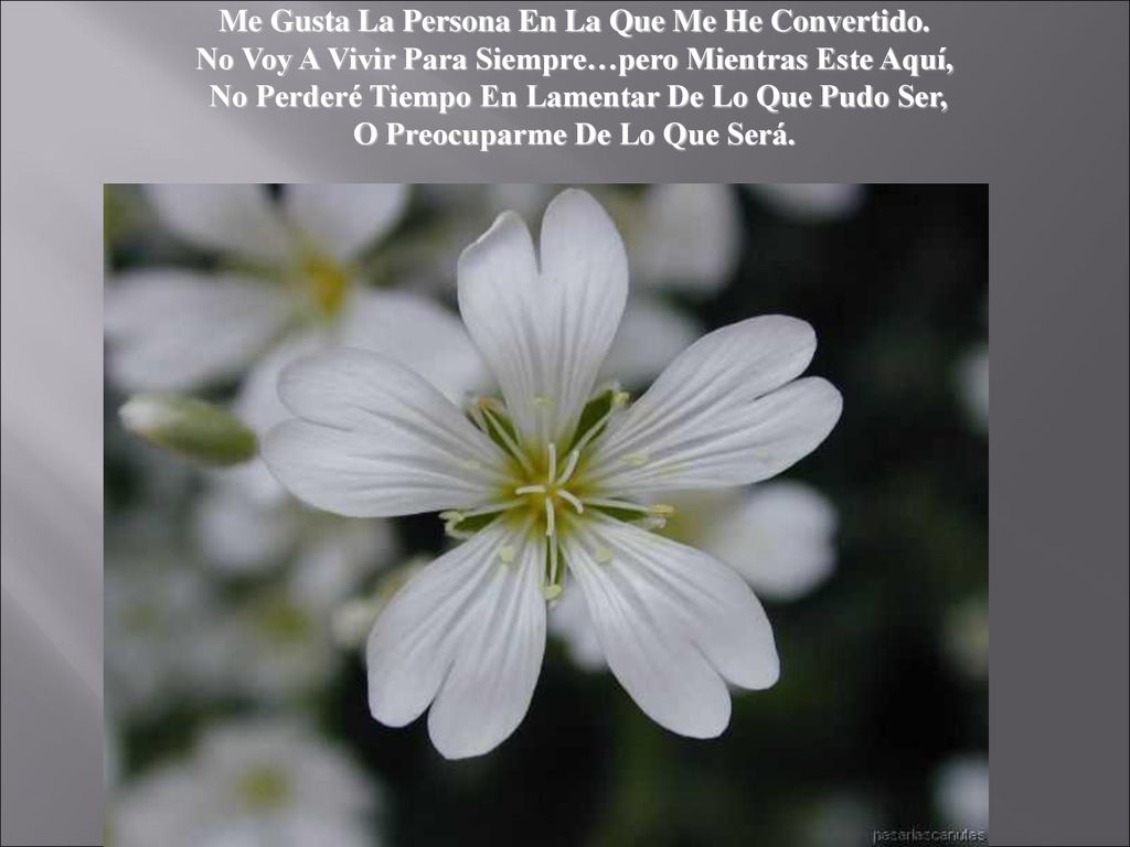 Me Gusta La Persona En La Que Me He Convertido.