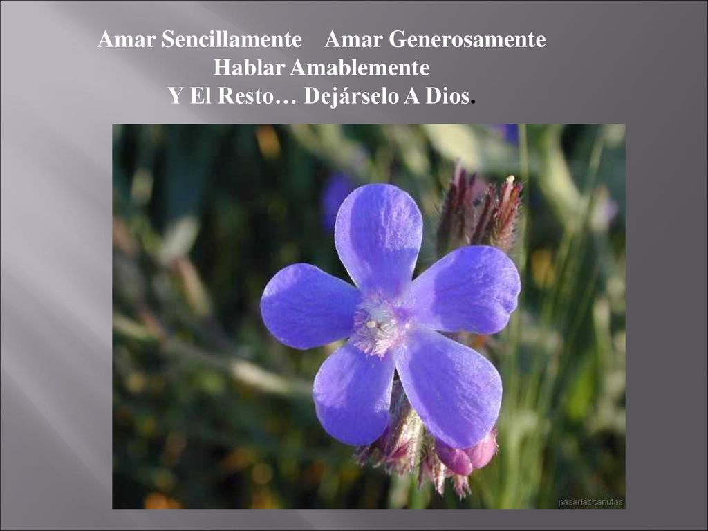 Amar Sencillamente Amar Generosamente Y El Resto… Dejárselo A Dios.