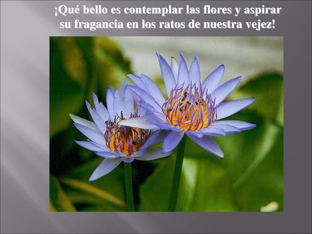 ¡Qué bello es contemplar las flores y aspirar su fragancia en los ratos de nuestra vejez!