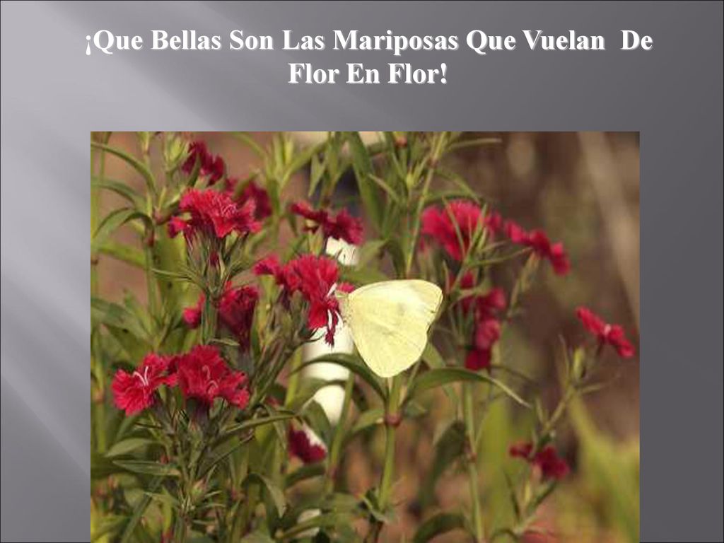 ¡Que Bellas Son Las Mariposas Que Vuelan De Flor En Flor!