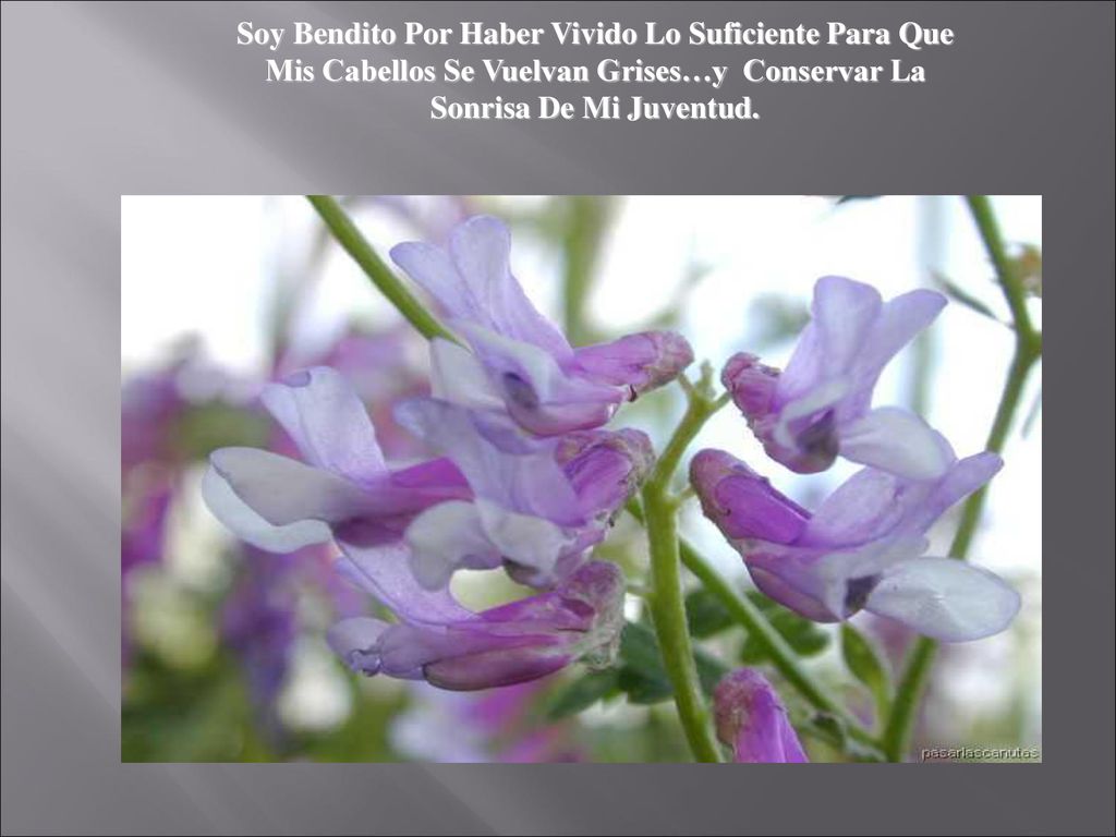 Soy Bendito Por Haber Vivido Lo Suficiente Para Que Mis Cabellos Se Vuelvan Grises…y Conservar La Sonrisa De Mi Juventud.