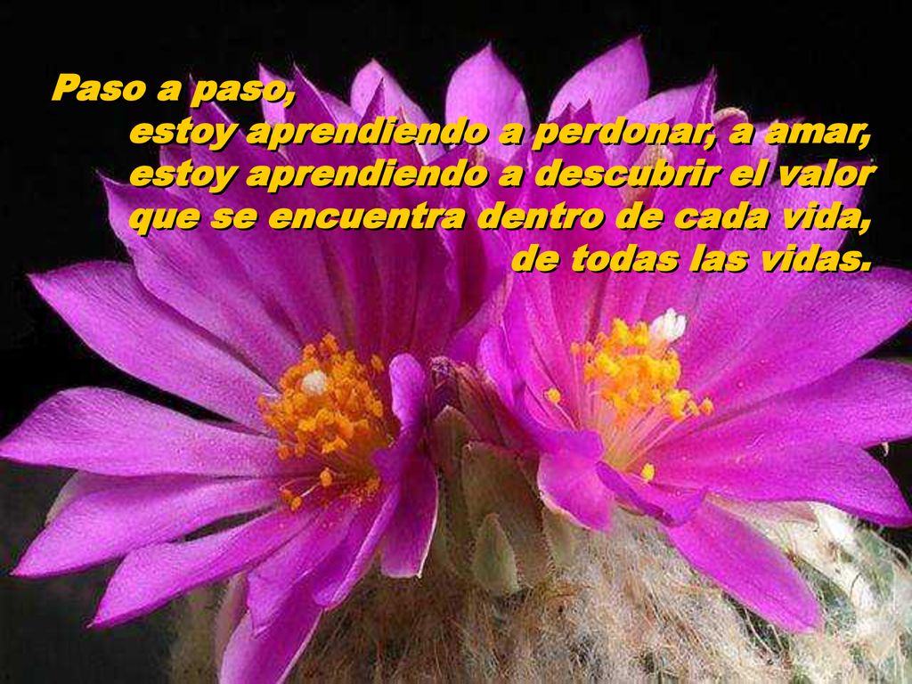 Paso a paso, estoy aprendiendo a perdonar, a amar, estoy aprendiendo a descubrir el valor. que se encuentra dentro de cada vida,