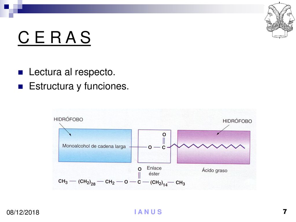 C E R A S Lectura al respecto. Estructura y funciones. 08/12/2018