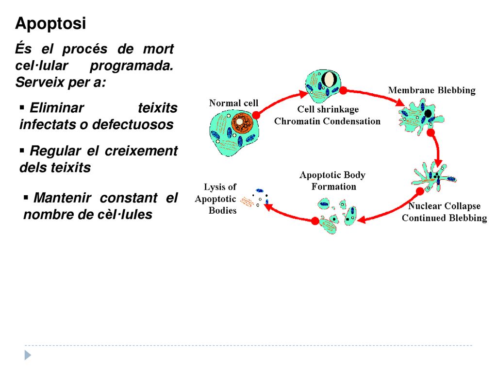 Apoptosi És el procés de mort cel·lular programada. Serveix per a: