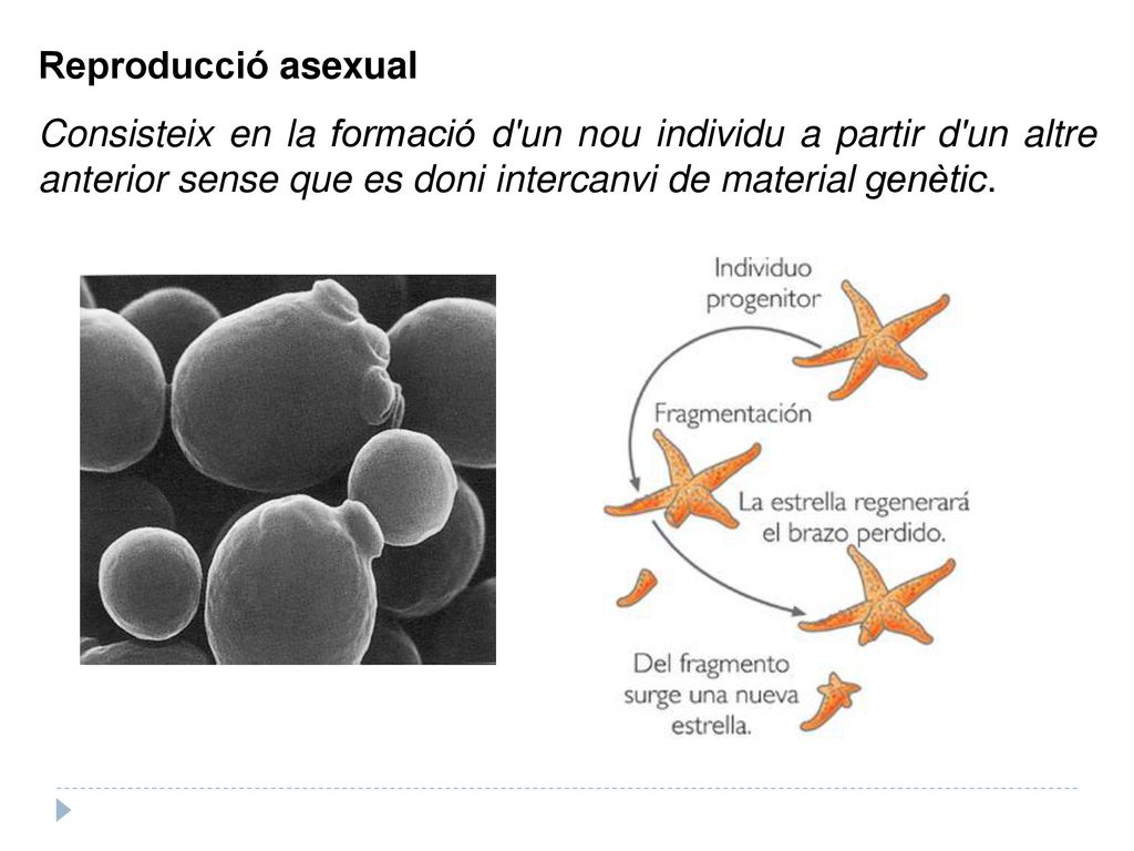 Reproducció asexual Consisteix en la formació d un nou individu a partir d un altre anterior sense que es doni intercanvi de material genètic.