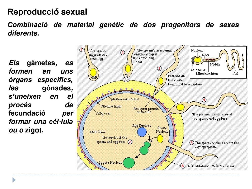 Reproducció sexual Combinació de material genètic de dos progenitors de sexes diferents.
