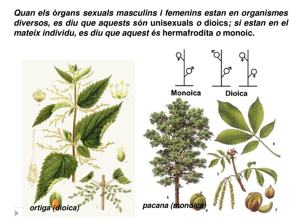 Quan els òrgans sexuals masculins i femenins estan en organismes diversos, es diu que aquests són unisexuals o dioics; si estan en el mateix individu, es diu que aquest és hermafrodita o monoic.