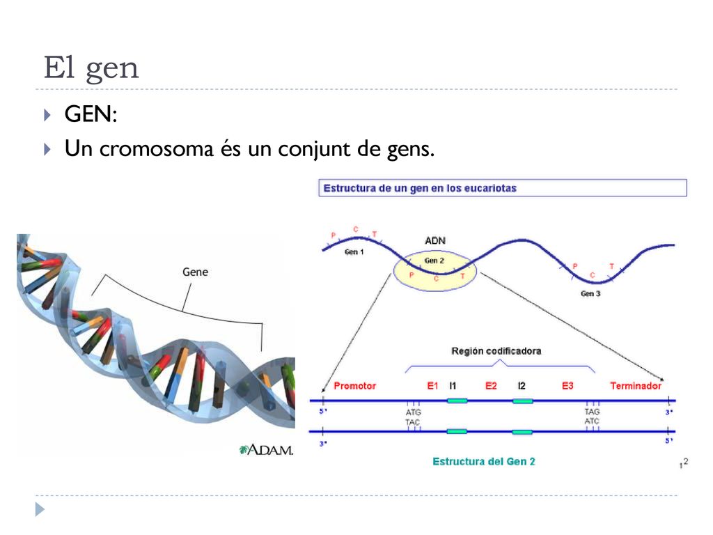 El gen GEN: Un cromosoma és un conjunt de gens.