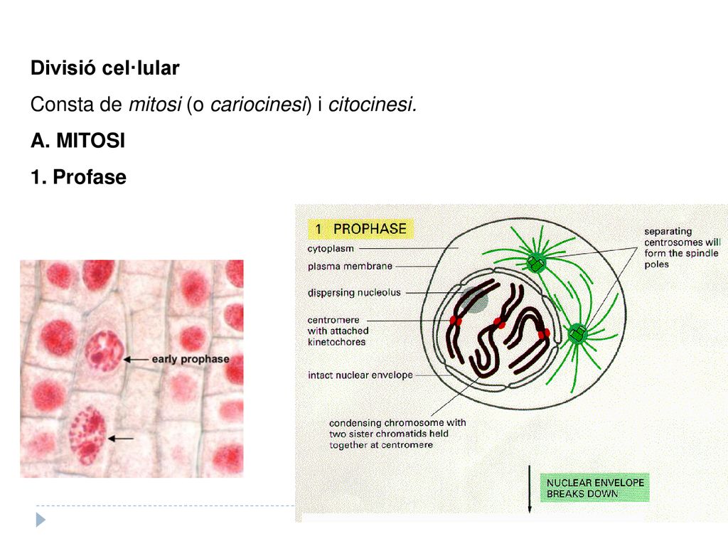 Divisió cel·lular Consta de mitosi (o cariocinesi) i citocinesi. MITOSI 1. Profase