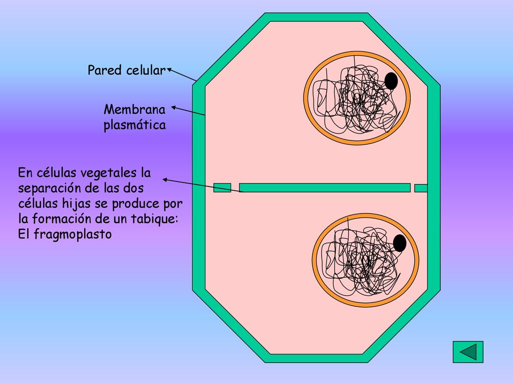 Pared celular Membrana. plasmática. En células vegetales la. separación de las dos. células hijas se produce por.