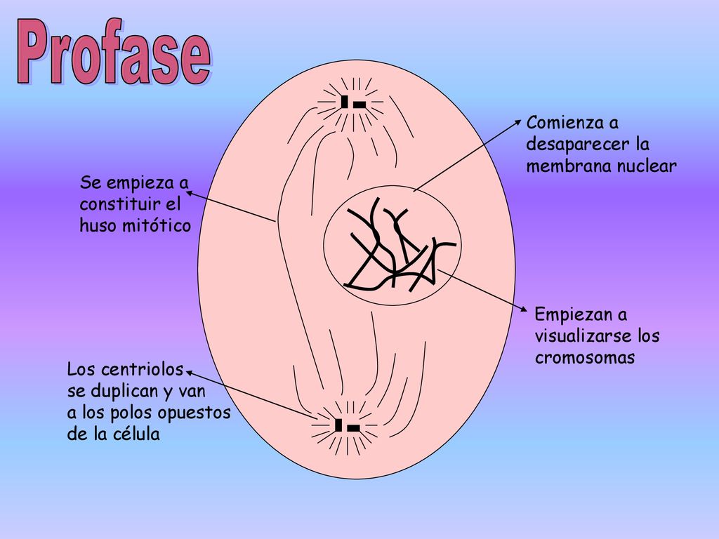 Profase Comienza a desaparecer la membrana nuclear Se empieza a