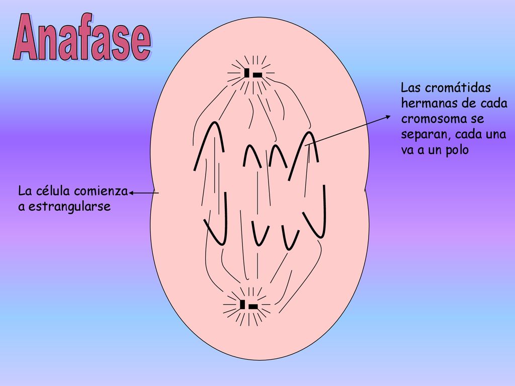 Anafase Las cromátidas hermanas de cada cromosoma se separan, cada una