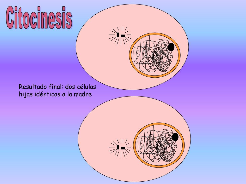Citocinesis Resultado final: dos células hijas idénticas a la madre