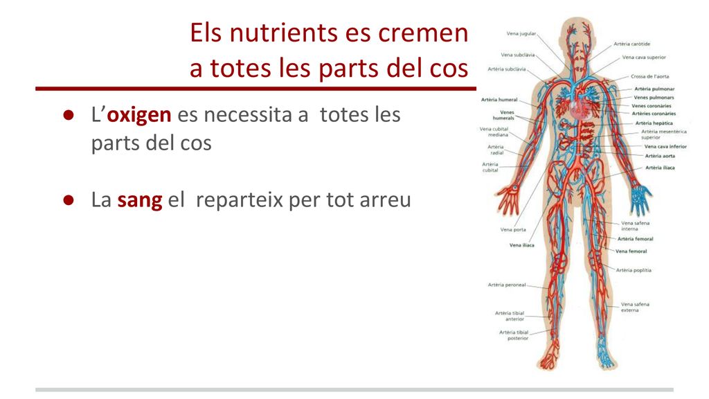 Els nutrients es cremen a totes les parts del cos