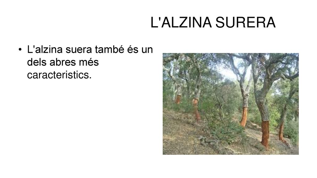 L ALZINA SURERA L alzina suera també és un dels abres més caracteristics.