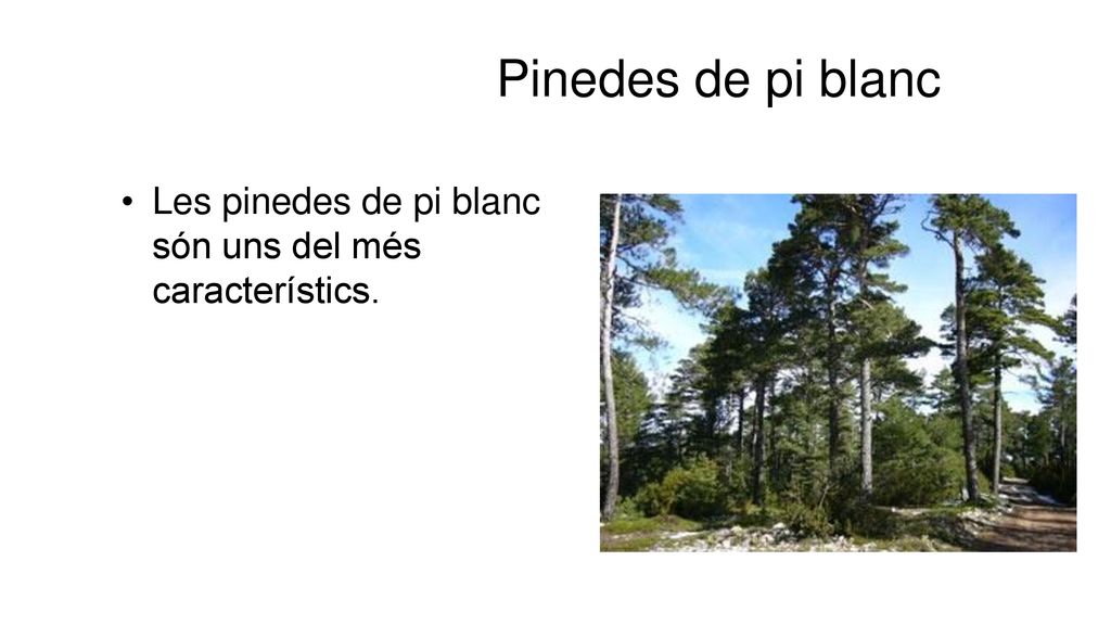 Pinedes de pi blanc Les pinedes de pi blanc són uns del més característics.