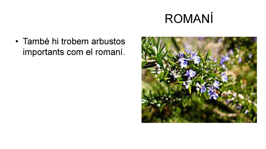 ROMANÍ També hi trobem arbustos importants com el romaní.
