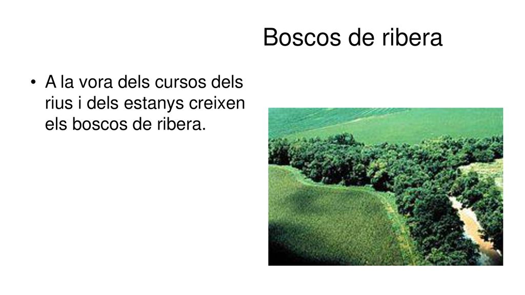 Boscos de ribera A la vora dels cursos dels rius i dels estanys creixen els boscos de ribera.