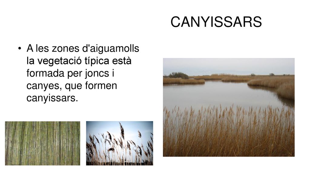 CANYISSARS A les zones d aiguamolls la vegetació típica està formada per joncs i canyes, que formen canyissars.