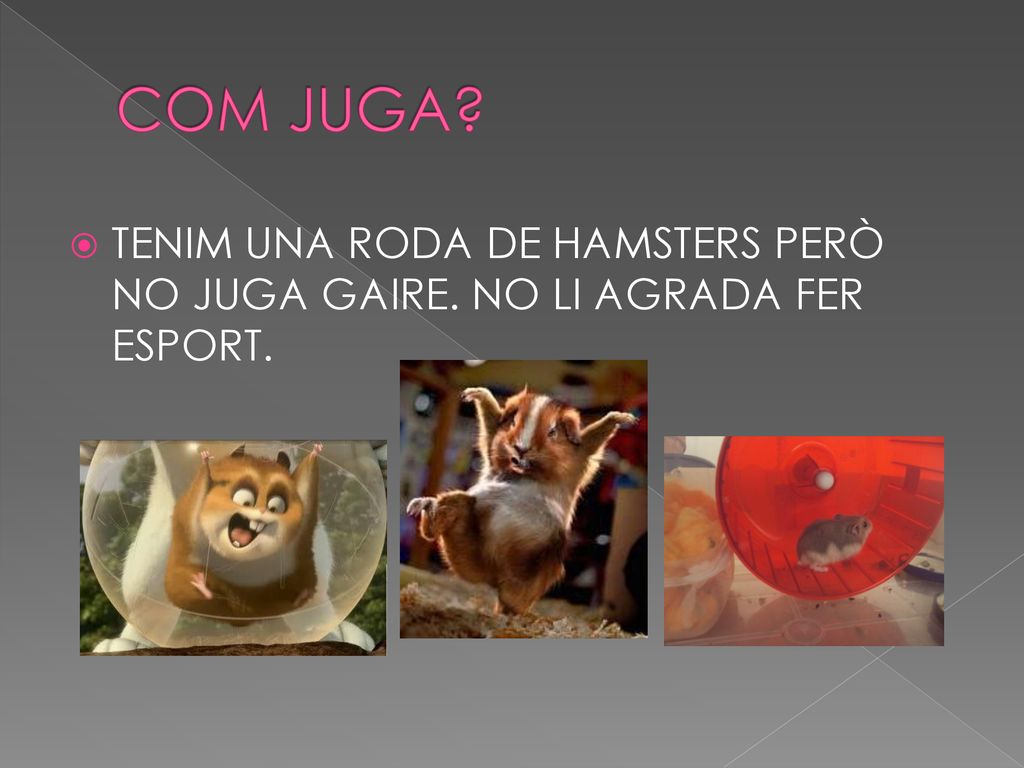 COM JUGA TENIM UNA RODA DE HAMSTERS PERÒ NO JUGA GAIRE. NO LI AGRADA FER ESPORT.