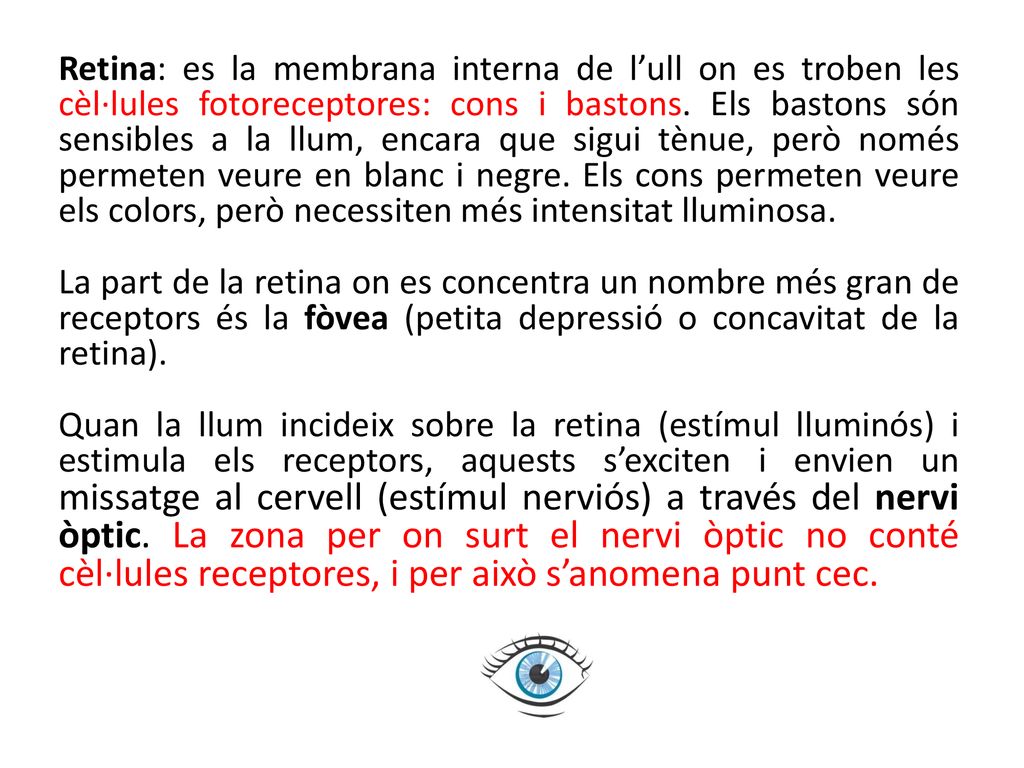 Retina: es la membrana interna de l’ull on es troben les cèl·lules fotoreceptores: cons i bastons.